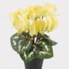 Artificial Table Plants 17*17*26cm Cyclamen persicum in PP pot GS-73324046 Potted Flowers&Plants 3,000+ sqm showroom with thousands of artificial flowers, plants & trees ready for global sourcing.