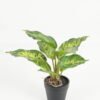 Artificial Table Plants 25*25*25cm Leaf in PP pot/10 lvs GS-70223011-G5 2024Oct YeahFlower is one of Chinese leading OEM manufacturers and exporters , supplying the silk flowers, wholesale artificial trees