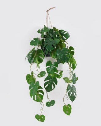 Artificial Table Plants 52*52*105cm Monstera *2  in PP pot GS-14524014 2024Oct YeahFlower is one of Chinese leading OEM manufacturers and exporters , supplying the silk flowers, wholesale artificial trees