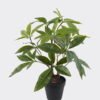 Artificial Table Plants 43*39*45cm Pachira macrocarpa in PP pot/60 Lvs GS-59524035 2024Oct YeahFlower is one of Chinese leading OEM manufacturers and exporters , supplying the silk flowers, wholesale artificial trees