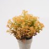 Artificial Table Plants Plant in PaPer PulP pot GS-73724034_5 Artificial Table Plants 19*19*22cm Plant in PaPer PulP pot GS-73724034 2024Oct YeahFlower is one of Chinese leading OEM manufacturers and exporters , supplying the silk flowers, wholesale artificial trees