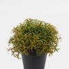 Artificial Table Plants 18*18*17cm Plants in PP pot GS-73724036-G2 2024Oct YeahFlower is one of Chinese leading OEM manufacturers and exporters , supplying the silk flowers, wholesale artificial trees