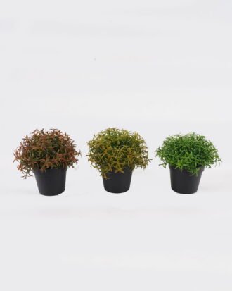 Artificial Table Plants 18*18*17cm Plants in PP pot GS-73724036 2024Oct YeahFlower is one of Chinese leading OEM manufacturers and exporters , supplying the silk flowers, wholesale artificial trees Artificial Table Plants 18*18*17cm Plants in PP pot GS-73724036 2024Oct YeahFlower is one of Chinese leading OEM manufacturers and exporters , supplying the silk flowers, wholesale artificial trees
