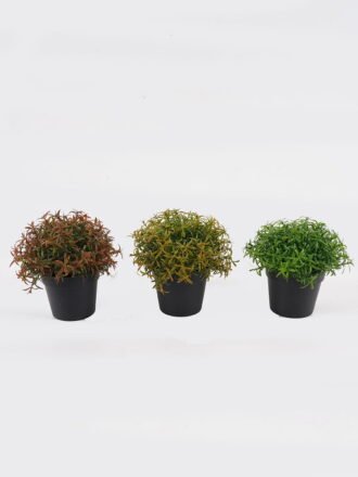 Artificial Table Plants 18*18*17cm Plants in PP pot GS-73724036-G2 Potted Flowers&Plants 3,000+ sqm showroom with thousands of artificial flowers, plants & trees ready for global sourcing.