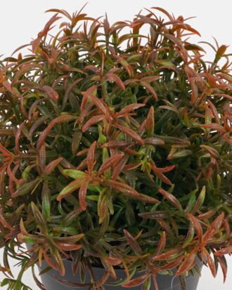 Artificial Table Plants 18*18*17cm Plants in PP pot GS-73724036 2024Oct YeahFlower is one of Chinese leading OEM manufacturers and exporters , supplying the silk flowers, wholesale artificial trees Artificial Table Plants 18*18*17cm Plants in PP pot GS-73724036 2024Oct YeahFlower is one of Chinese leading OEM manufacturers and exporters , supplying the silk flowers, wholesale artificial trees