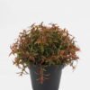 Artificial Table Plants 18*18*17cm Plants in PP pot GS-73724036 2024Oct YeahFlower is one of Chinese leading OEM manufacturers and exporters , supplying the silk flowers, wholesale artificial trees