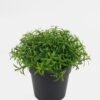 Artificial Table Plants 18*18*17cm Plants in PP pot GS-73724036 2024Oct YeahFlower is one of Chinese leading OEM manufacturers and exporters , supplying the silk flowers, wholesale artificial trees