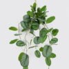 Artificial Table Plants 50*50*104cm Roundleaf *2  in PP pot GS-14524015 2024Oct YeahFlower is one of Chinese leading OEM manufacturers and exporters , supplying the silk flowers, wholesale artificial trees