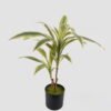 Artificial Table Plants Tree in PP Pot 25 lvs GS-71024030_8 Artificial Table Plants 50*50*65cm Tree in PP Pot/25 lvs GS-71024030 2024Oct YeahFlower is one of Chinese leading OEM manufacturers and exporters , supplying the silk flowers, wholesale artificial trees