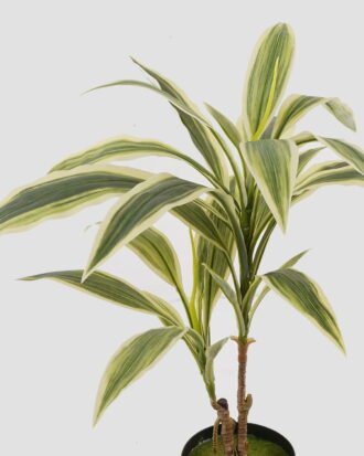 Artificial Table Plants 50*50*65cm Tree in PP Pot/25 lvs GS-71024030 2024Oct YeahFlower is one of Chinese leading OEM manufacturers and exporters , supplying the silk flowers, wholesale artificial trees Artificial Table Plants 50*50*65cm Tree in PP Pot/25 lvs GS-71024030 2024Oct YeahFlower is one of Chinese leading OEM manufacturers and exporters , supplying the silk flowers, wholesale artificial trees