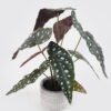 Artificial Table Plants 35*35*41cm leaf in Cement pot/9 lvs GS-14524012 2024Oct YeahFlower is one of Chinese leading OEM manufacturers and exporters , supplying the silk flowers, wholesale artificial trees