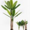 Artificial Tree 2M Banana Tree GS-3040144KD-POST_1 Artificial Tree 2M Banana Tree GS-3040144KD-POST 2024Oct YeahFlower is one of Chinese leading OEM manufacturers and exporters , supplying the silk flowers, wholesale artificial trees