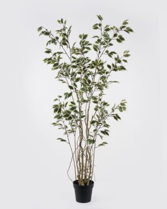 Artificial Tree 60*60*170cm Banyan *8 in PP pot GS-48524043 2024Oct YeahFlower is one of Chinese leading OEM manufacturers and exporters , supplying the silk flowers, wholesale artificial trees Artificial Tree 60*60*170cm Banyan *8 in PP pot GS-48524043 2024Oct YeahFlower is one of Chinese leading OEM manufacturers and exporters , supplying the silk flowers, wholesale artificial trees