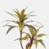 Artificial Tree Cordyline terminalis 2 in PP pot 42 lvs GS-48524045_6 Artificial Tree 70*60*80cm Cordyline terminalis *2 in PP pot/42 lvs GS-48524045 2024Oct YeahFlower is one of Chinese leading OEM manufacturers and exporters , supplying the silk flowers, wholesale artificial trees
