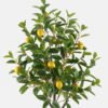 Artificial Tree 60*60*150cm   Lemon Tree in  pp pot GS-29824052KD 2024Oct YeahFlower is one of Chinese leading OEM manufacturers and exporters , supplying the silk flowers, wholesale artificial trees
