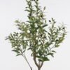 Artificial Tree 45*45*120cm Olive tree in PP pot GS-29824050KD 2024Oct YeahFlower is one of Chinese leading OEM manufacturers and exporters , supplying the silk flowers, wholesale artificial trees