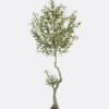 Artificial Tree Olive tree in PP pot GS-48524039_7 Artificial Tree 70*60*210cm Olive tree in PP pot GS-48524039 2024Oct YeahFlower is one of Chinese leading OEM manufacturers and exporters , supplying the silk flowers, wholesale artificial trees