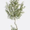 Artificial Tree Olive tree in PP pot GS-48524039_8 Artificial Tree 70*60*210cm Olive tree in PP pot GS-48524039 2024Oct YeahFlower is one of Chinese leading OEM manufacturers and exporters , supplying the silk flowers, wholesale artificial trees