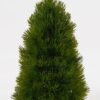 Artificial Tree 16*16*31cm Pine needle in PP pot GS-73724030 2024Oct YeahFlower is one of Chinese leading OEM manufacturers and exporters , supplying the silk flowers, wholesale artificial trees