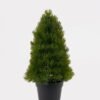 Artificial Tree 16*16*31cm Pine needle in PP pot GS-73724030 2024Oct YeahFlower is one of Chinese leading OEM manufacturers and exporters , supplying the silk flowers, wholesale artificial trees