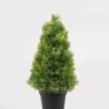 Artificial Tree 16*16*31cm Pine needle in PP pot GS-73724030 2024Oct YeahFlower is one of Chinese leading OEM manufacturers and exporters , supplying the silk flowers, wholesale artificial trees
