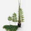 Artificial Tree 90*90*210cm Polystichum acanthophyllum  in PP pot GS-48524041KD 2024Oct YeahFlower is one of Chinese leading OEM manufacturers and exporters , supplying the silk flowers, wholesale artificial trees
