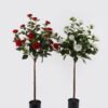 Artificial Tree 50*38*125cm Safflower Camellia tree in PP pot GS-59524044KD-R1 2024Oct YeahFlower is one of Chinese leading OEM manufacturers and exporters , supplying the silk flowers, wholesale artificial trees