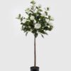 Artificial Tree 50*38*125cm Safflower Camellia tree in PP pot GS-59524044KD-R1 2024Oct YeahFlower is one of Chinese leading OEM manufacturers and exporters , supplying the silk flowers, wholesale artificial trees
