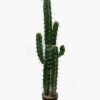 Artificial succulent Cactus in PP pot GS-51424003 Artificial succulent 27*25*105cm Cactus in PP pot GS-51424003 2024Oct YeahFlower is one of Chinese leading OEM manufacturers and exporters , supplying the silk flowers, wholesale artificial trees