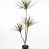 Artificial Tree 60*50*120cm Cordyline stricta *3 in PP pot/63 LVS GS-76124007KD 2024Nov YeahFlower is one of Chinese leading OEM manufacturers and exporters , supplying the silk flowers, wholesale artificial trees