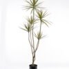 Artificial Tree 90*70*180cm Cordyline stricta *5 in PP pot/126LVS GS-76124008KD 2024Nov YeahFlower is one of Chinese leading OEM manufacturers and exporters , supplying the silk flowers, wholesale artificial trees