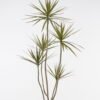 Artificial Tree 90*70*180cm Cordyline stricta *5 in PP pot/126LVS GS-76124008KD 2024Nov YeahFlower is one of Chinese leading OEM manufacturers and exporters , supplying the silk flowers, wholesale artificial trees