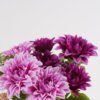 Artificial Flower Dahlia 9 bush GS-62424007-Z2_1 Artificial Flower 30*30*49cm Dahlia *9 bush GS-62424007-Z2 2025Jan YeahFlower is one of Chinese leading OEM manufacturers and exporters , supplying the silk flowers, wholesale artificial trees