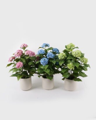 Artificial Flower 45*45*68cm Hydrangea in PP pot GS-15424038 2024Dec YeahFlower is one of Chinese leading OEM manufacturers and exporters , supplying the silk flowers, wholesale artificial trees