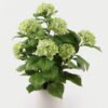 Artificial Flower 45*45*68cm Hydrangea in PP pot GS-15424038 2024Dec YeahFlower is one of Chinese leading OEM manufacturers and exporters , supplying the silk flowers, wholesale artificial trees