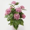 Artificial Flower 45*45*68cm Hydrangea in PP pot GS-15424038 2024Dec YeahFlower is one of Chinese leading OEM manufacturers and exporters , supplying the silk flowers, wholesale artificial trees