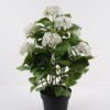 Artificial Flower 45*45*68cm Hydrangea in PP pot GS-15424041 2024Dec YeahFlower is one of Chinese leading OEM manufacturers and exporters , supplying the silk flowers, wholesale artificial trees
