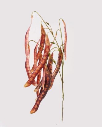 Artificial Flower 40*40*87cm Lentil single stem GS-39124019-Z1 2024Dec YeahFlower is one of Chinese leading OEM manufacturers and exporters , supplying the silk flowers, wholesale artificial trees