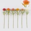 Artificial Flower Leucospermum single stem GS-72524003_1 Artificial Flower 14*14*52cm Leucospermum single stem GS-72524003 2025Feb YeahFlower is one of Chinese leading OEM manufacturers and exporters , supplying the silk flowers, wholesale artificial trees