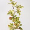 Artificial Flower 18*18*66cm Olive leaf single stem GS-39124023 2024Dec YeahFlower is one of Chinese leading OEM manufacturers and exporters , supplying the silk flowers, wholesale artificial trees