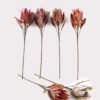 Artificial Flower 26*26*90cm Protea cynaroides single stem GS-35124020 2024Dec YeahFlower is one of Chinese leading OEM manufacturers and exporters , supplying the silk flowers, wholesale artificial trees