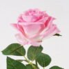 Artificial Flower 10*10*63cm Rose single stem GS-14324001-P1 2024Dec YeahFlower is one of Chinese leading OEM manufacturers and exporters , supplying the silk flowers, wholesale artificial trees
