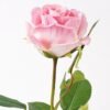 Artificial Flower 10*10*69cm Rose single stem GS-14324005-P1 2024Dec YeahFlower is one of Chinese leading OEM manufacturers and exporters , supplying the silk flowers, wholesale artificial trees