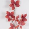 Artificial Flower 36*36*92cm leaf single stem GS-35124028-O1 2024Dec YeahFlower is one of Chinese leading OEM manufacturers and exporters , supplying the silk flowers, wholesale artificial trees