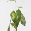 Artificial Plant 28*28*74cm Anthurium  single stem GS-14524027 2024Dec YeahFlower is one of Chinese leading OEM manufacturers and exporters , supplying the silk flowers, wholesale artificial trees