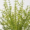 Artificial Plant 45*45*66cm Aquatic plant *5 bush /20 lvs GS-72424003 2025Feb YeahFlower is one of Chinese leading OEM manufacturers and exporters , supplying the silk flowers, wholesale artificial trees