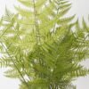 Artificial Plant 55*55*92cm Asplenium laciniatum Don bush/12 lvs GS-72424012 2025Feb YeahFlower is one of Chinese leading OEM manufacturers and exporters , supplying the silk flowers, wholesale artificial trees