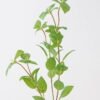 Artificial Plant 17*17*81cm Basil leaf *3 single stem GS-14324012 2024Dec YeahFlower is one of Chinese leading OEM manufacturers and exporters , supplying the silk flowers, wholesale artificial trees
