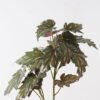 Artificial Plant 42*42*117cm Begonia *2 single stem/17 lvs GS-14524069 2024Dec YeahFlower is one of Chinese leading OEM manufacturers and exporters , supplying the silk flowers, wholesale artificial trees