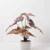 Artificial Plant 36*36*38cm  Begonia in Cement pot/9 lvs GS-14524013 2024Dec YeahFlower is one of Chinese leading OEM manufacturers and exporters , supplying the silk flowers, wholesale artificial trees